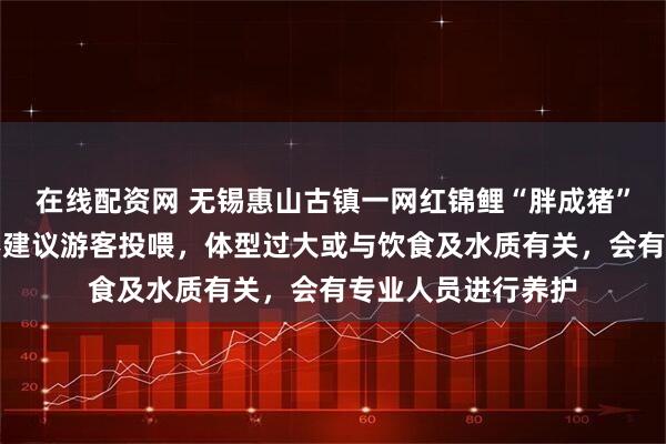 在线配资网 无锡惠山古镇一网红锦鲤“胖成猪”引热议，景区：不建议游客投喂，体型过大或与饮食及水质有关，会有专业人员进行养护